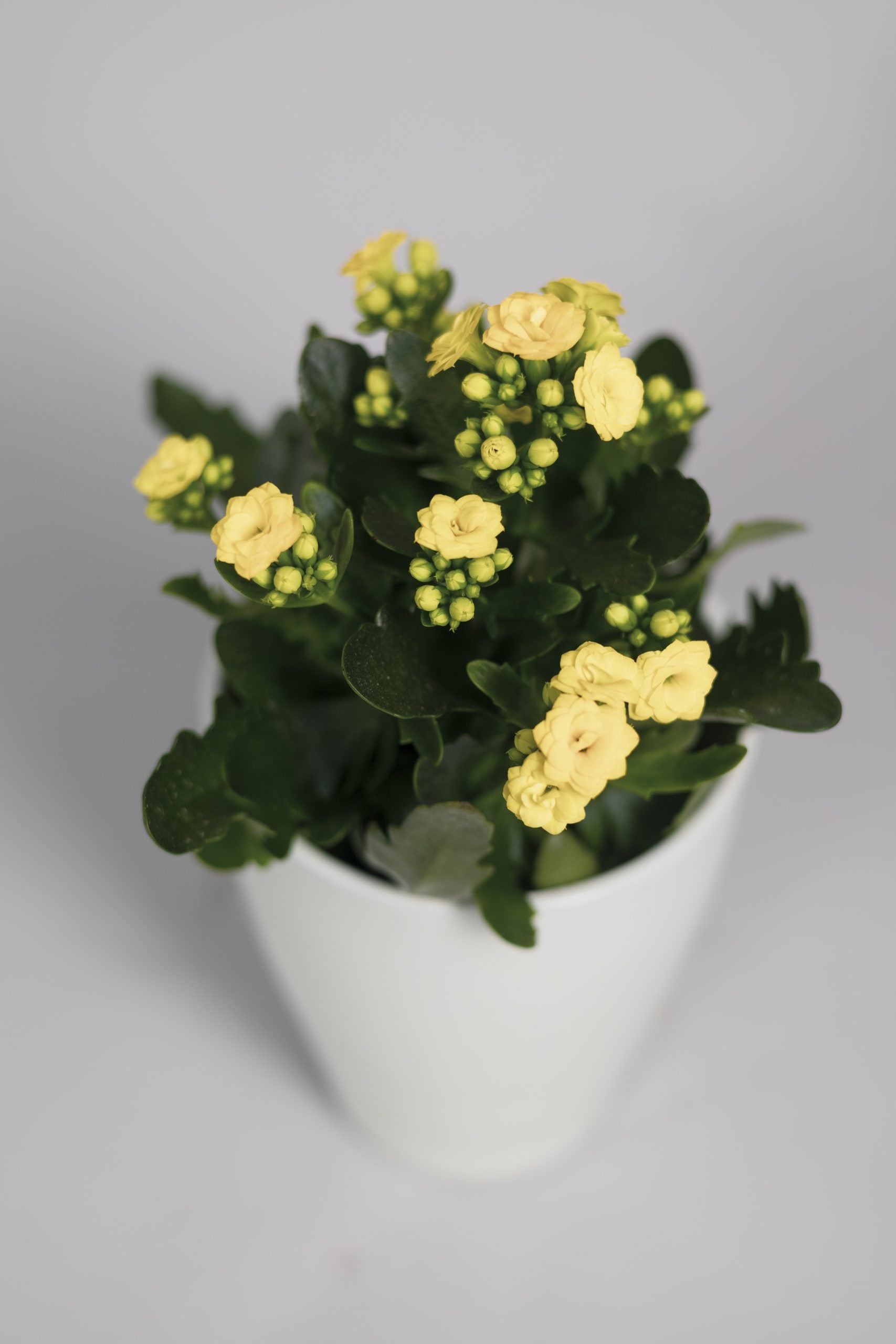 Le Kalanchoé