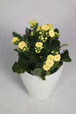 Le Kalanchoé