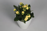 Le Kalanchoé