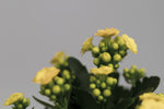 Le Kalanchoé