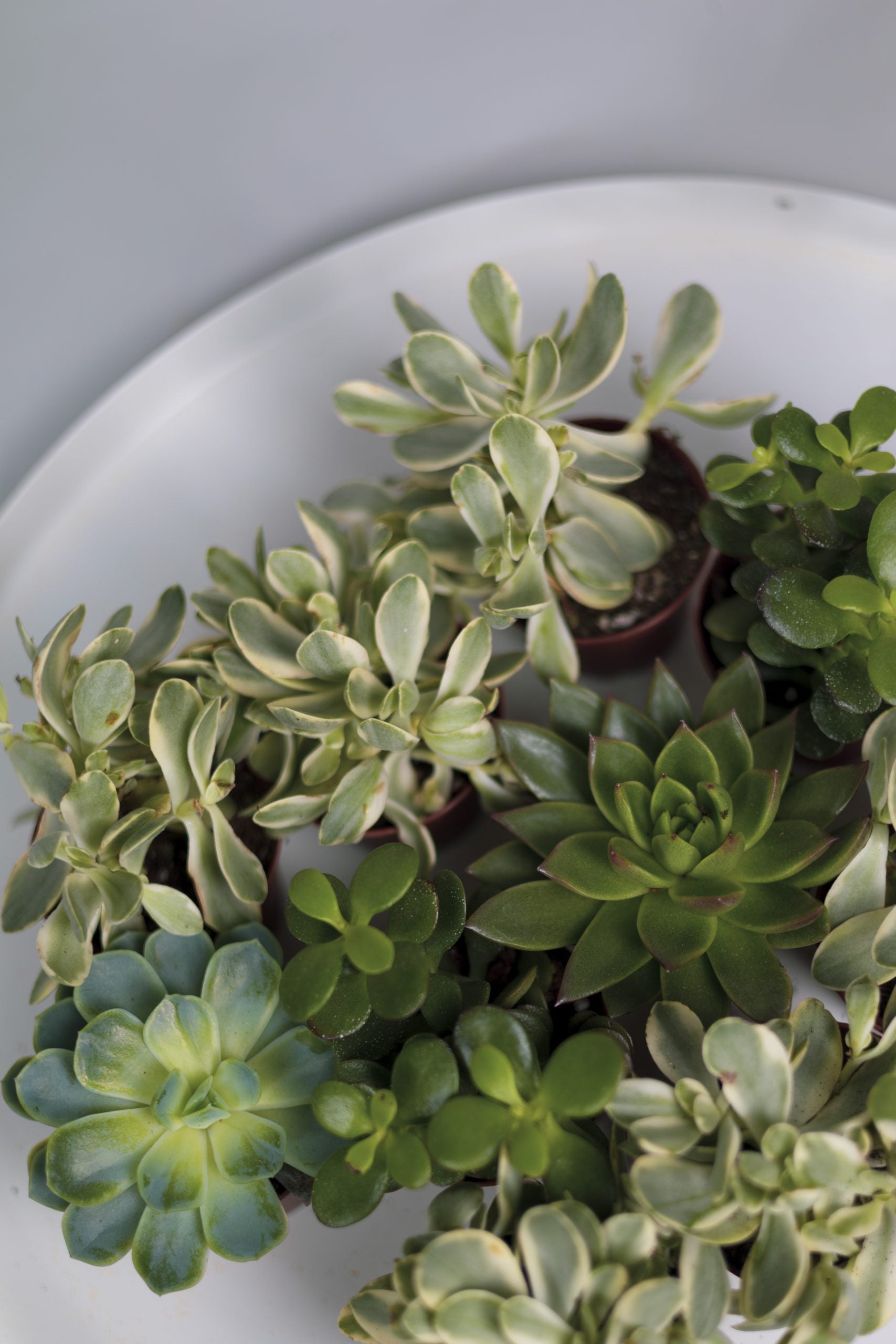 Succulente