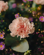 Las flores de Hugo