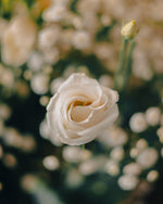 Le Bonheur de Zola