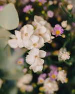 Las flores de Zola