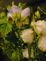 Soliflore Frescura Primaveral